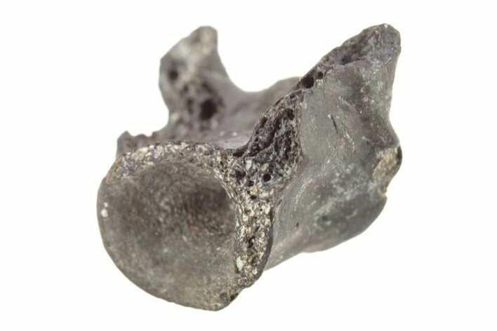 Permian Reptile Fossil Vertebra - Oklahoma #261374